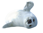 Chunky Seals!