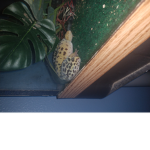 Lizard madness