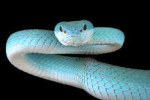 Super slither gaming official group