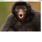 Monkey famm
