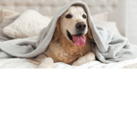 ITS RAINING DOGS