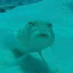 Shаdе Group Thumbnail