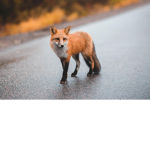 foxess united