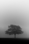 poison tree ||