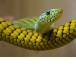 SnakeCharmer Fan Group!