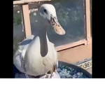 Doggo Foundation