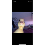 Lexibffjosie