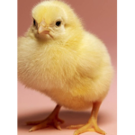 los mega pollos