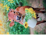 ~Cow Squad!!~