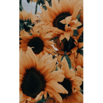 Rᴜʙʏ Sᴜɴғʟᴏᴡᴇʀs 4ʟɪғᴇ <3