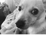 Puppy Like