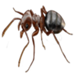 [PF] The Colony