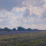 *-Lavender garden-*