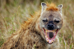 THE HYENA PACK!!!!!!!!!