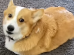Super love corgis
