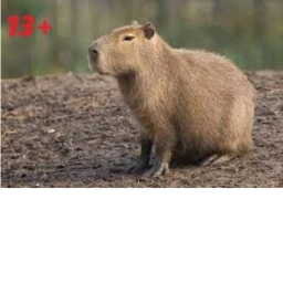 Country of Capybara Republic! [13+] icon