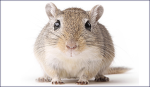 The gerbil peeps