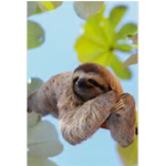 Slothy group!!!