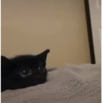 WEHAVEFLESH