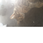 Cats and Gamers gruop