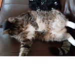 The_cats_fun_time