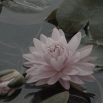 lotus tea