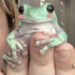 frogs are swag