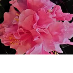 SisSqaud553