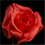 rose of help