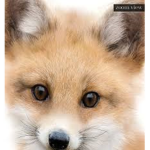 FURRIES ARE COOL!!!