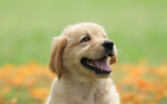 CUTE CATS AND PUPPIES