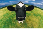 cows company