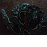 Snake united agenst rats