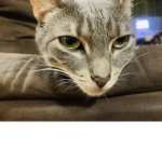 WORKER CATS