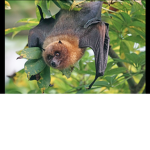 Bat GROUP OFFICIAL