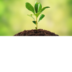 the plant nation
