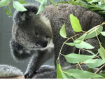 The koala family!