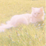 A E S T H E T I C group.