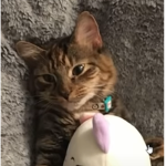 Cat picture cult