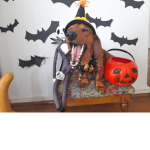 Casimiras