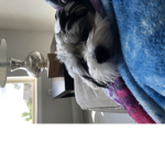 Master of the puppy emoji‘s
