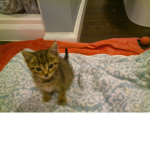 Pickles little girl