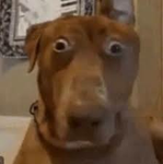 THE DOG DEL DINGLES