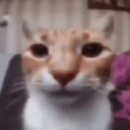 super easy cat obby