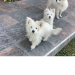 Softie GROUPP IMAO!