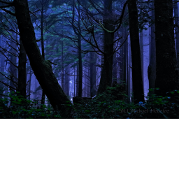 survival to the forest [ wednesday update ]