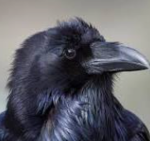 Crow Works