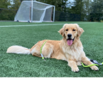 Donations for Marty the dog