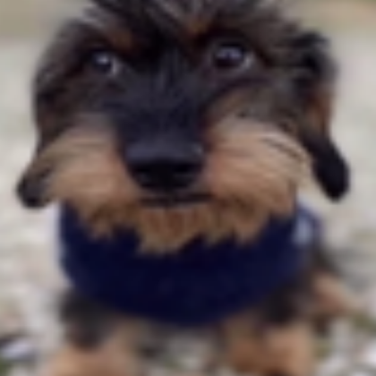 DOG DOG DOG GOOFY GOOFY DOG DOG GOOFY DOG DOG DOG Roblox decal