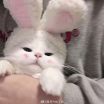 yCute Ana